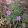 Geranium pyrenaicum