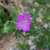 Geranium sanguineum