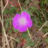 Geranium sanguineum