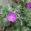 Geranium sanguineum