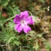 Geranium sanguneum