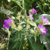 Geranium sylvaticum