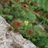 Geum urbanum