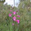 Gladiolus italicus