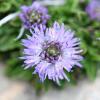 Globularia repens