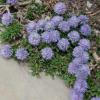 Globularia repens