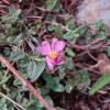 Helianthemum nummularifolia subsp. berterianum