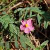 Helianthemum nummularium subsp.berterianum