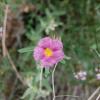 Helianthemum nummularium subsp.semiglabrum