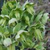 Helleborus foetidus