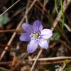 Hepatica nobilis