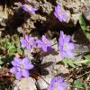 Hepatica nobilis