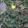 Hieracium piloselloides