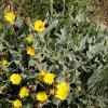 Hieracium tomentosum