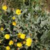 Hieracium tomentosum