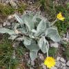 Hieracium tomentosum