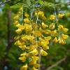 Laburnum alpinum