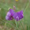 Lathyrus filiformis