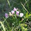 Lathyrus niger