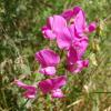 Lathyrus sylvestris