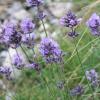 Lavandula angistifolia