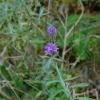 Lavandula angustifolia