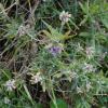 Lavandula angustifolia