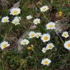 Lecanthemum atratum