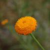 Leucanthemum discoideum