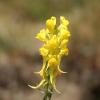 Linaria angustissima