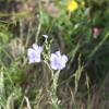 Linum austriacum