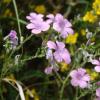 Linum viscosum