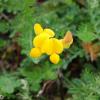 Lotus corniculatus