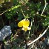 Lotus corniculatus