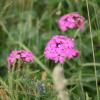 Lychnis flos-jovis