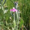 Lychnis flos-jovis