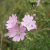 Malva moschata