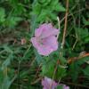 Malva moschata