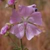 Malva muscata