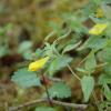 Melampyrum italicum