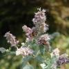 Mentha longifolia