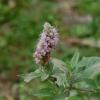 Mentha longifolia