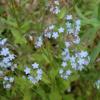 Myosotis sylvatica