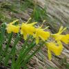 Narcissus pseudonarcissus