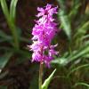 Orchis mascula