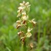 Orchis pallens