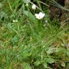 Parnassia palustris