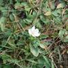 Parnassia palustris