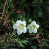 Parnassia palustris