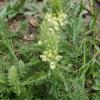 Pedicularis comosa